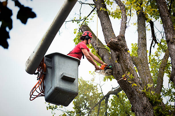 Trusted Medicine Lodge, KS Tree Care Services Experts